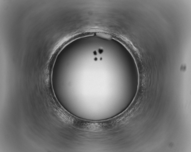 X0000096131167200801251009