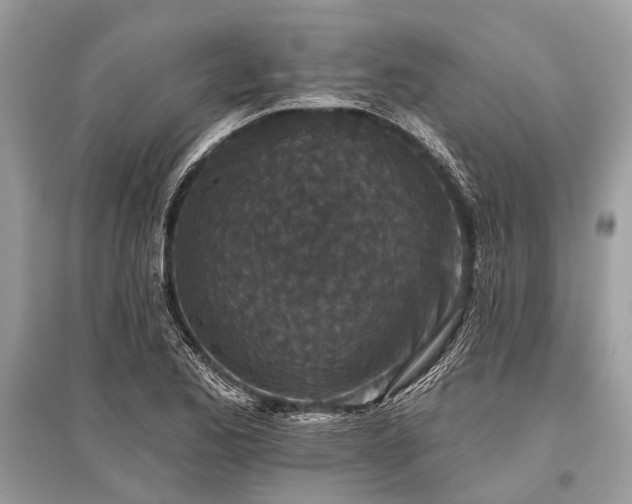X0000096131173200801251009