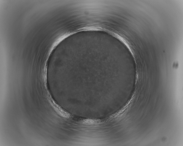 X0000096131179200801251009