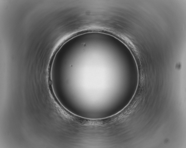 X0000096131183200801251009