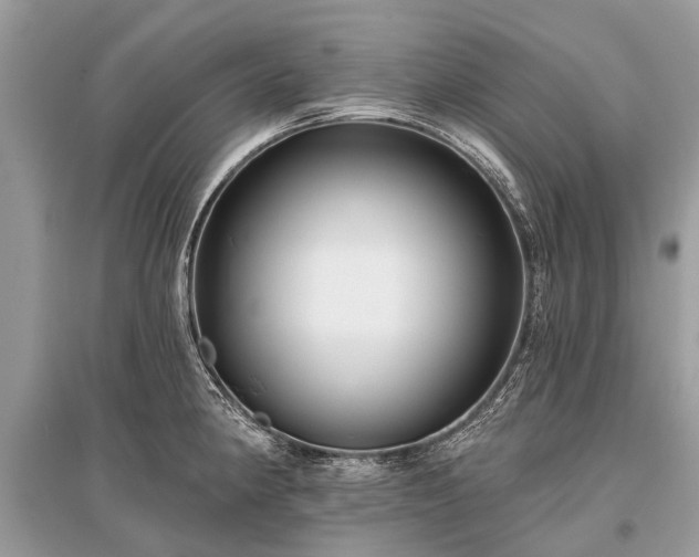 X0000096131190200801251009