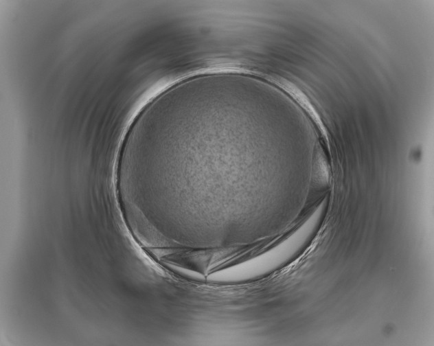 X0000096131197200801251009