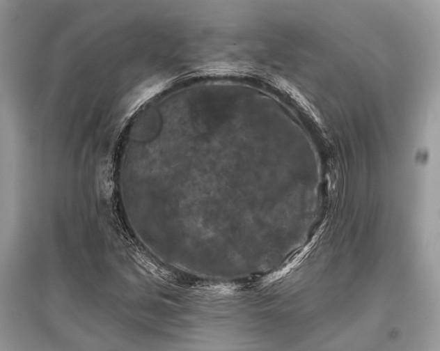X0000096131213200801251008