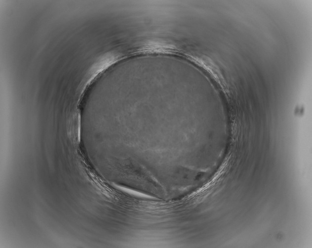 X0000096131219200801251008