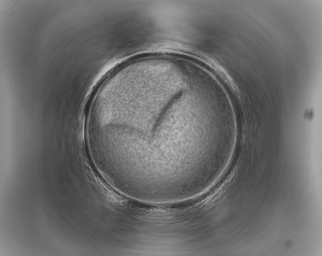 X0000096131224200801251008