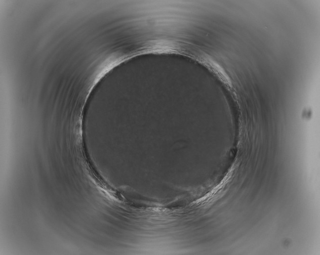 X0000096131226200801251008