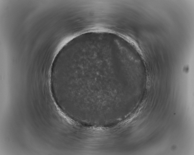 X0000096131231200801251008