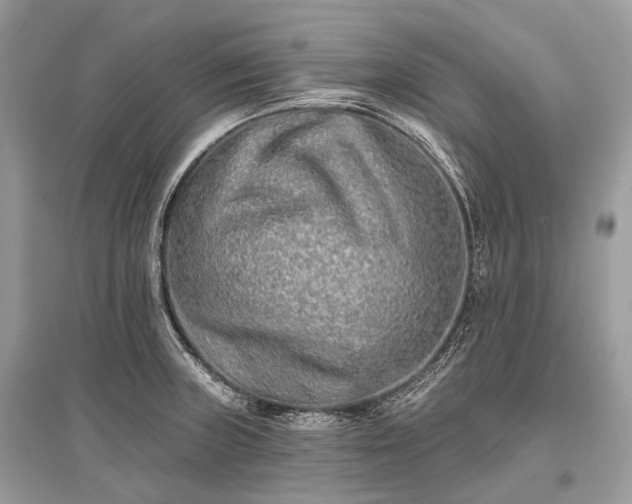 X0000096131235200801251008