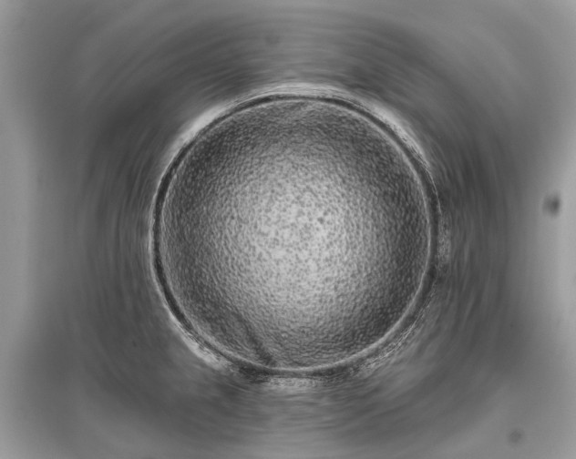 X0000096131237200801251008