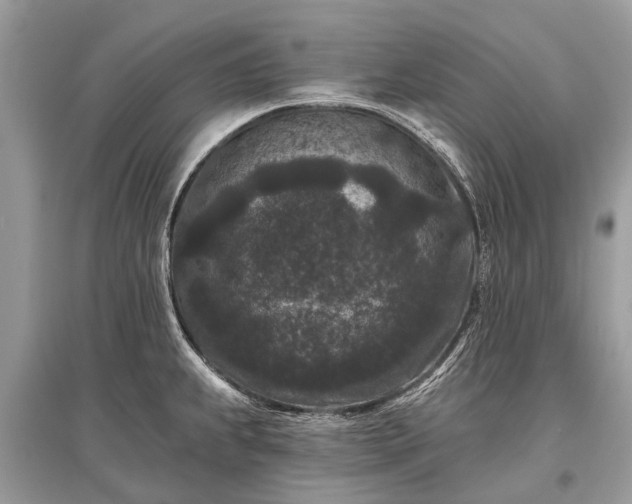 X0000096131239200801251008