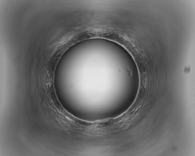 X0000096131253200801251008