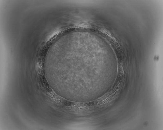 X0000096131254200801251008