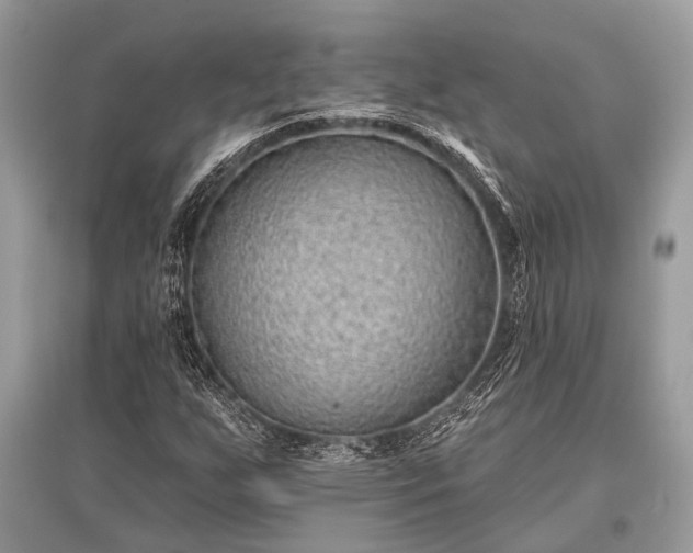 X0000096131255200801251008