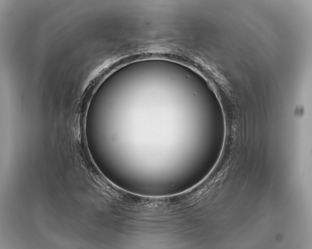 X0000096131262200801251008
