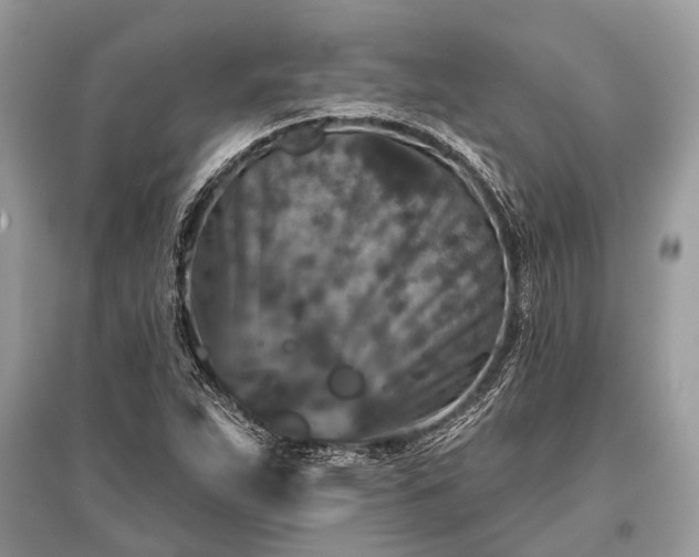 X0000096131263200801251008