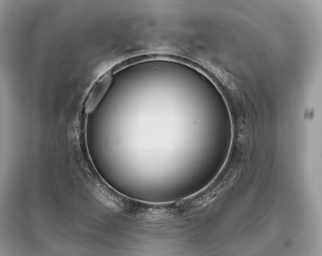 X0000096131264200801251008