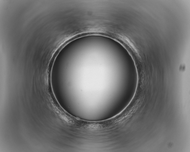 X0000096131268200801251007