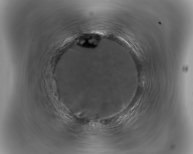 X0000096131297200801251006