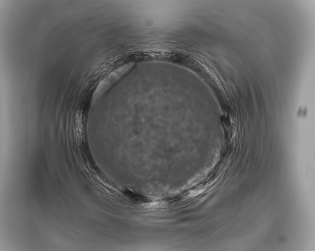 X0000096131298200801251006