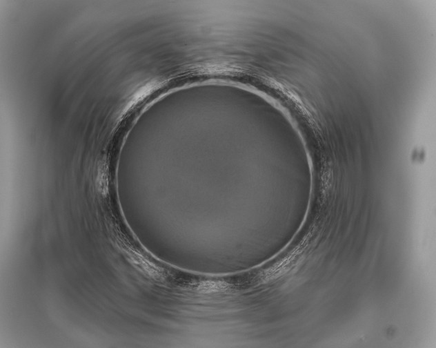 X0000096131306200801251006