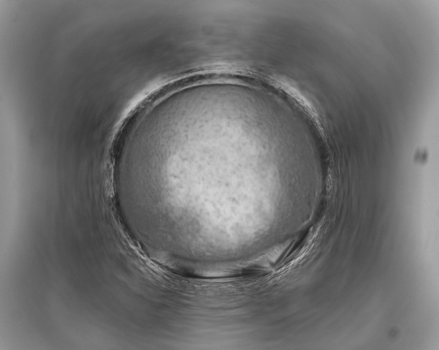 X0000096131310200801251006