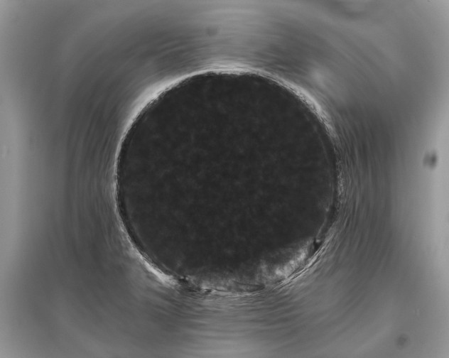 X0000096131327200801251007