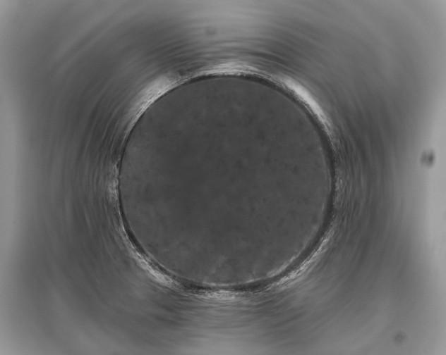 X0000096131329200801251007