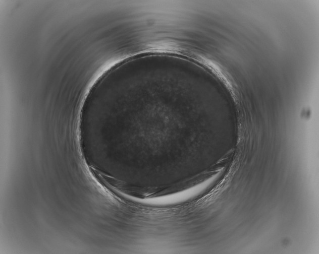 X0000096131331200801251007