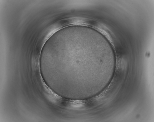 X0000096131338200801251007