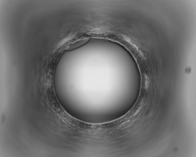 X0000096131350200801251006