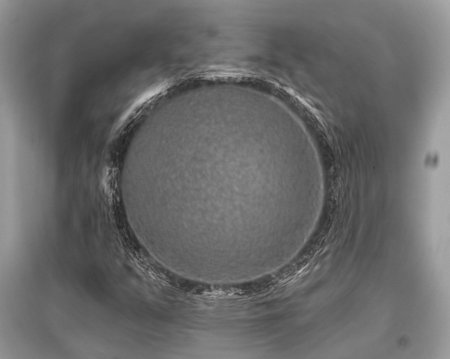 X0000096131351200801251006