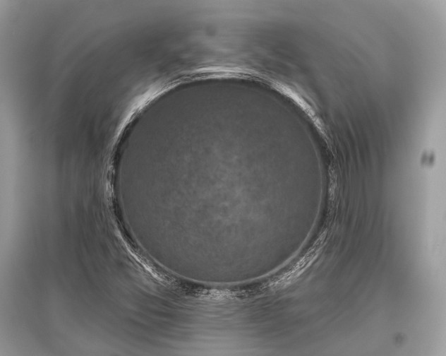 X0000096131357200801251006