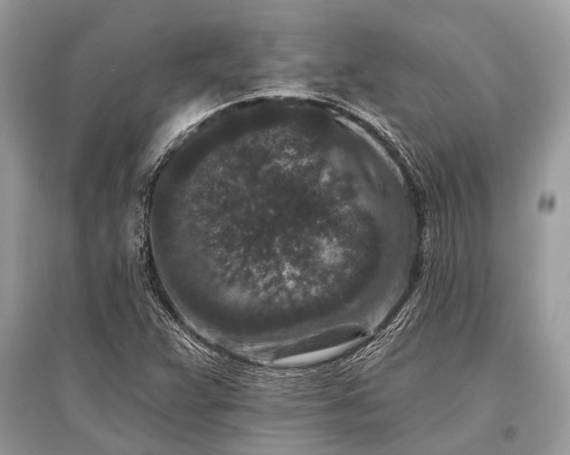 X0000096131359200801251006