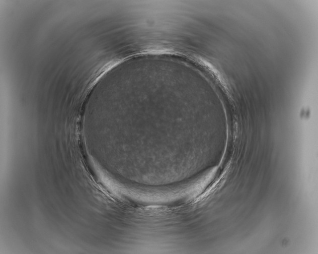 X0000096131361200801251006