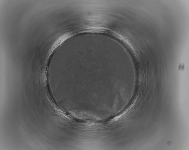 X0000096131362200801251006
