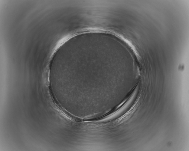 X0000096131365200801251006