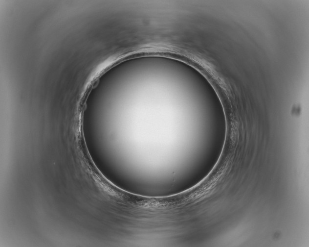 X0000096131366200801251006