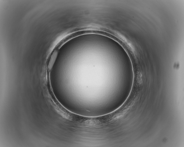 X0000096131368200801251006