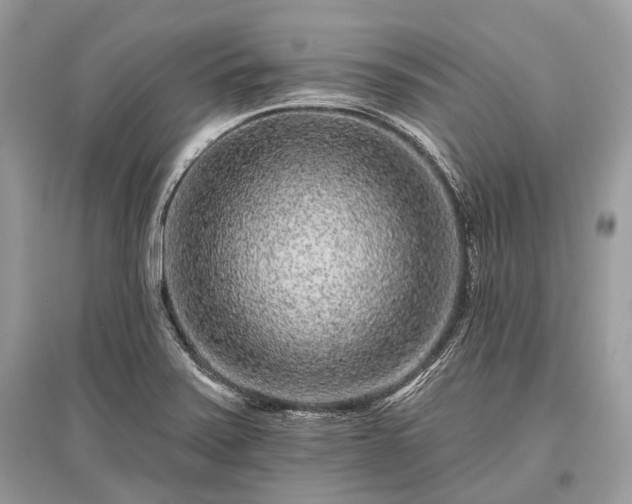 X0000096131371200801251006