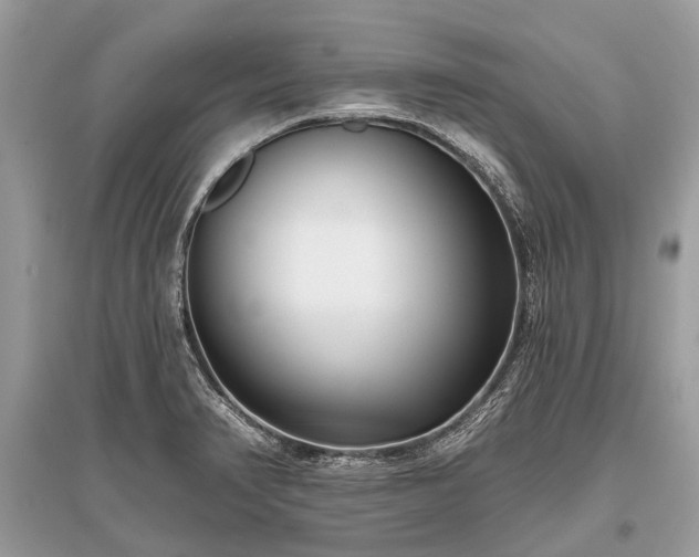 X0000096131374200801251006