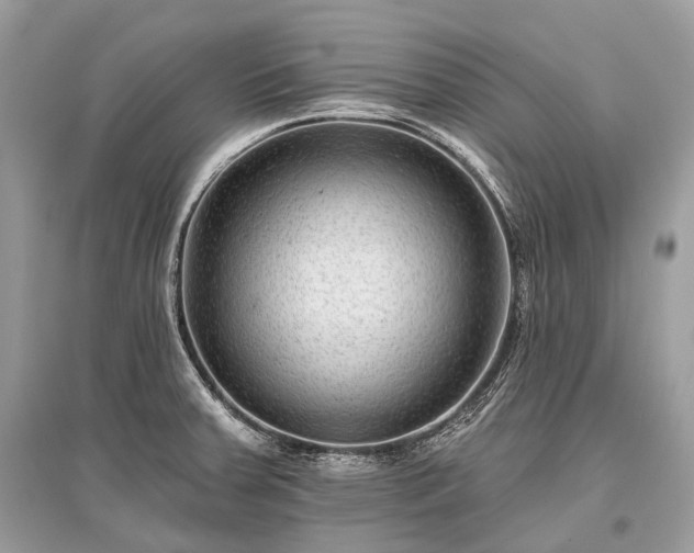 X0000096131379200801251006