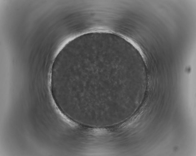 X0000096131383200801251006