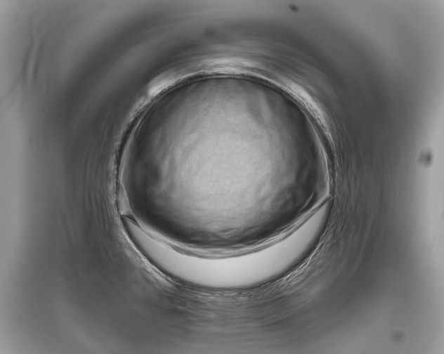 X0000096131384200801251006