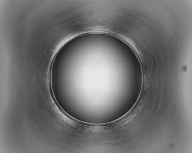 X0000096131387200801251006