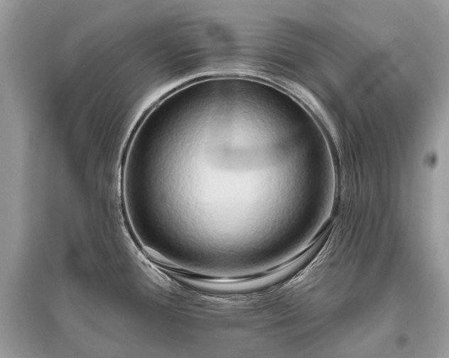 X0000096131388200801251006