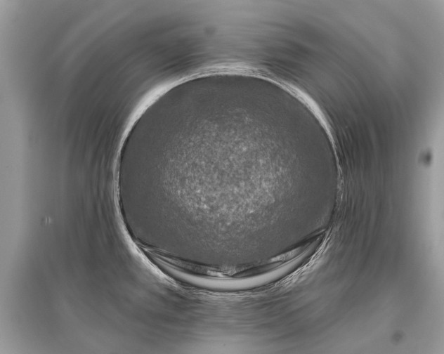 X0000096131389200801251006