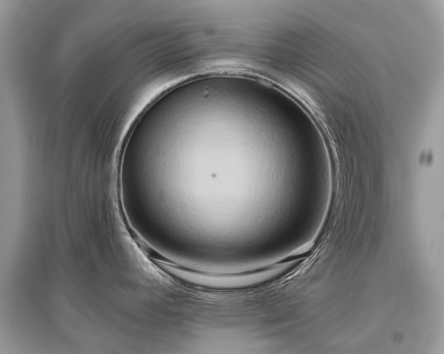 X0000096131392200801251006