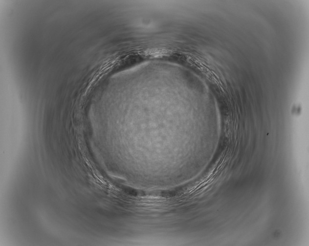 X0000096131393200801251005