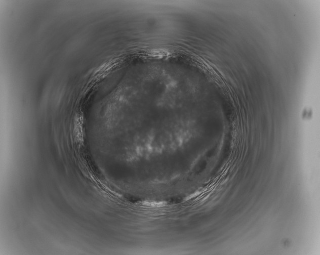 X0000096131394200801251005