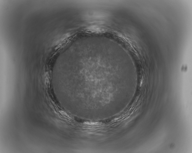 X0000096131397200801251005